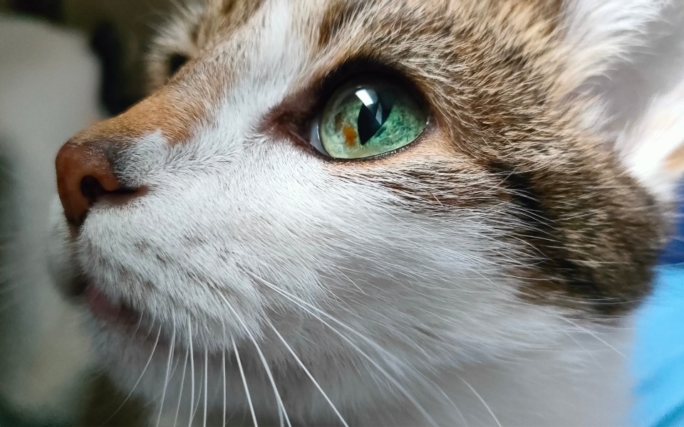 
        Portret kota z wyrazistymi zielonymi oczami.
    