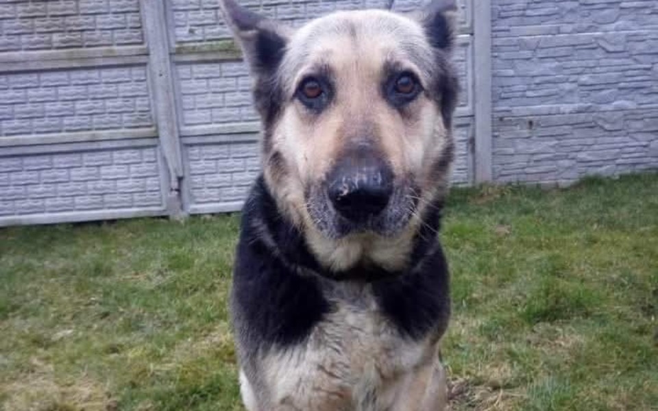 Pies o przyjaznym spojrzeniu, stojący na trawie.