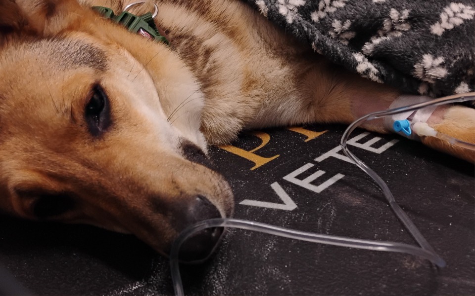 
        Pies w szpitalu weterynaryjnym, z kroplówką.
    