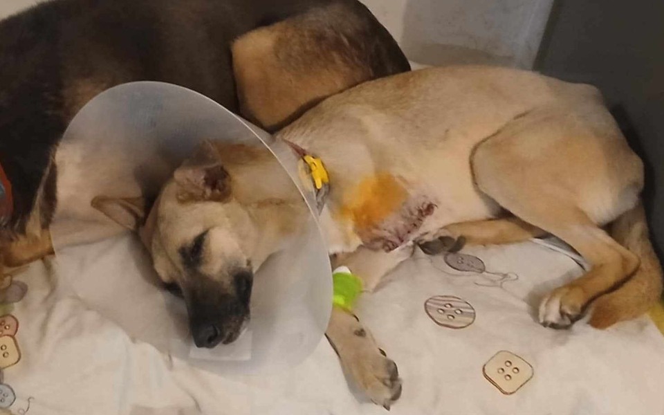 
        Pies w obroży po operacji, leży na posłaniu.
    