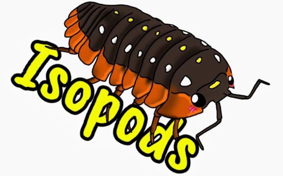 
        Rysunek izopoda z kolorowym tłem.
    