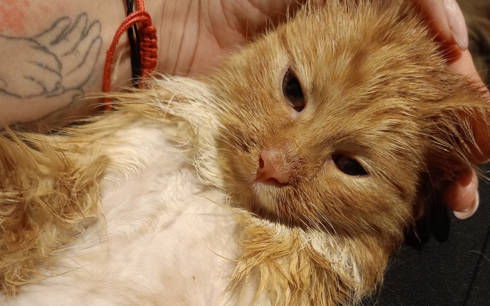 
        Rudy kot leżący na rękach, zrelaksowany i spokojny.
    