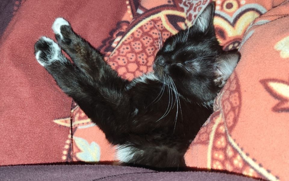 
        Kotek śpiący na kocu, z wyciągniętymi łapkami.
    