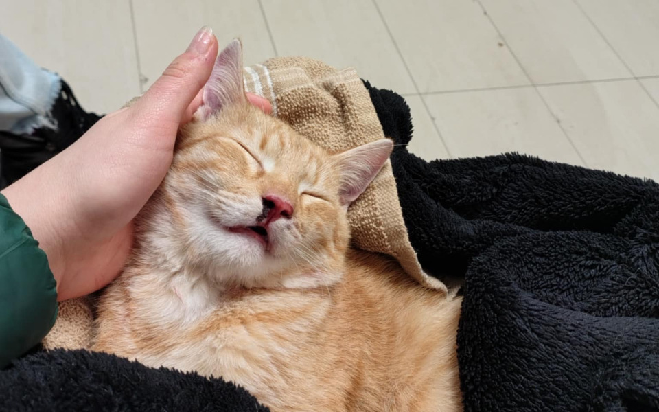 
        Kot leżący na kocu, wygląda na zrelaksowanego.
    