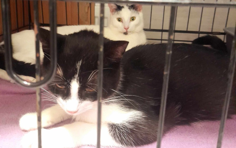 
        Dwa koty odpoczywające w klatce, jeden czarny z białymi łatami, drugi biały.
    