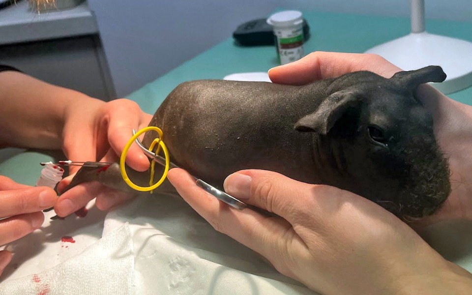 
        Weterynarz zajmujący się małym zwierzęciem w gabinecie.
    