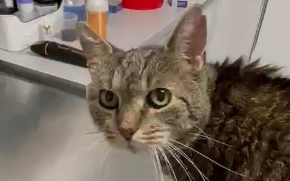 
        Kot z wyrazistymi oczami, siedzący na stole w otoczeniu akcesoriów.
    