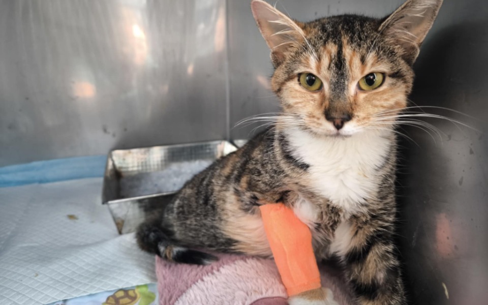 
        Kot w schronisku z opatrunkiem na łapie.
    