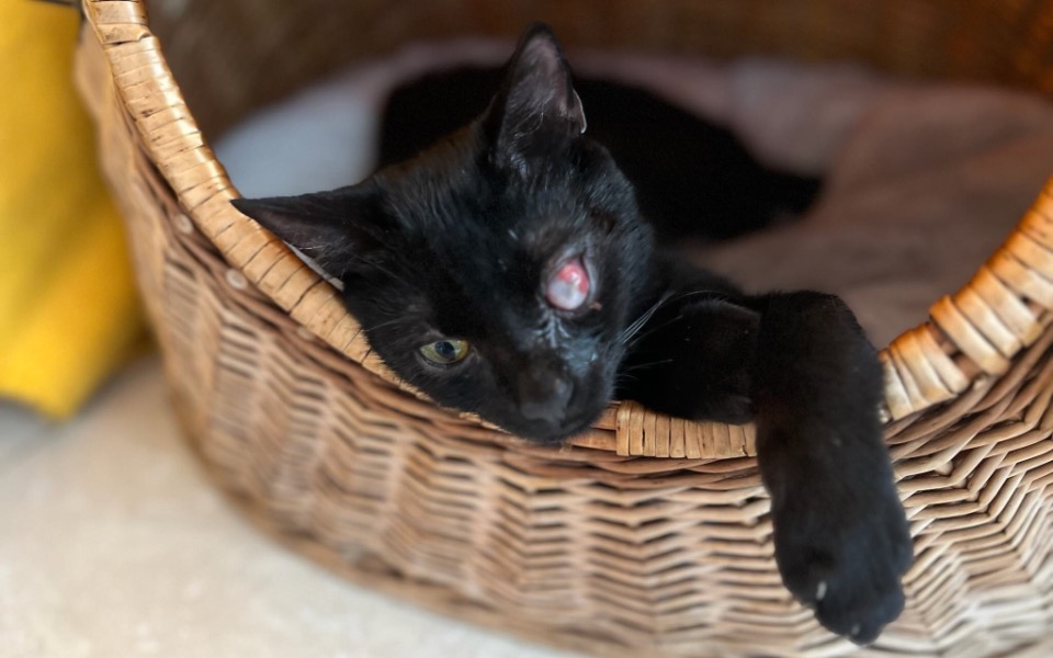 Czarny kot odpoczywający w wiklinowym koszu.