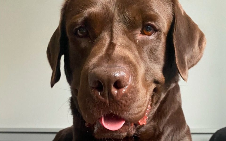 
        Czarny labrador z wyrazem przyjaźni na twarzy.
    