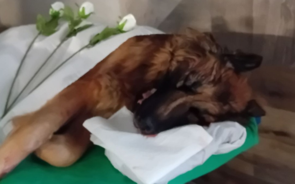 
        Pies leżący na stole, przykryty białym materiałem.
    