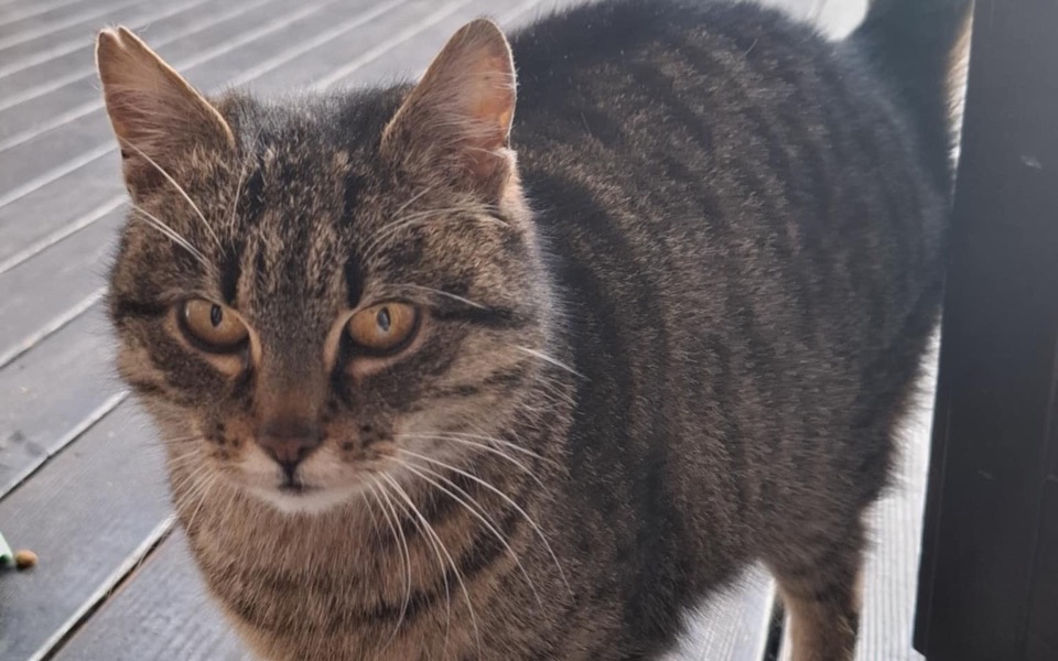 
        Kot o wyrazistym futrze, patrzący w obiektyw z ciekawością.
    