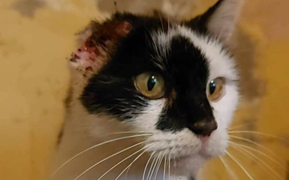 
        Kot z uszkodzoną małżowiną uszną, patrzący w obiektyw.
    