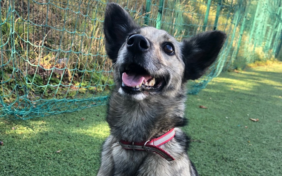 
        Szczęśliwy pies na zielonej trawie, uśmiechający się do kamery.
    