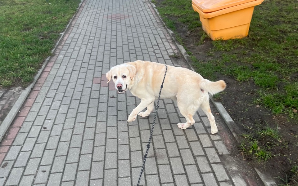 
        Labrador spacerujący po chodniku, z widokiem na otoczenie.
    