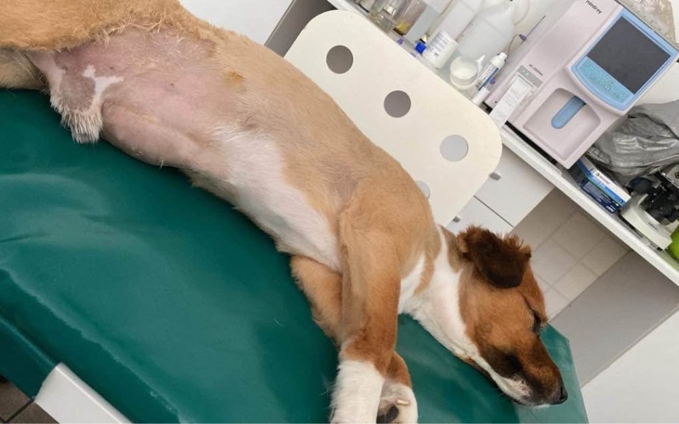 
        Pies leżący na stole, czekający na pomoc weterynaryjną.
    