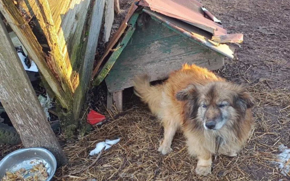 
        Stary pies wychodzący z zniszczonej budy na podwórku.
    