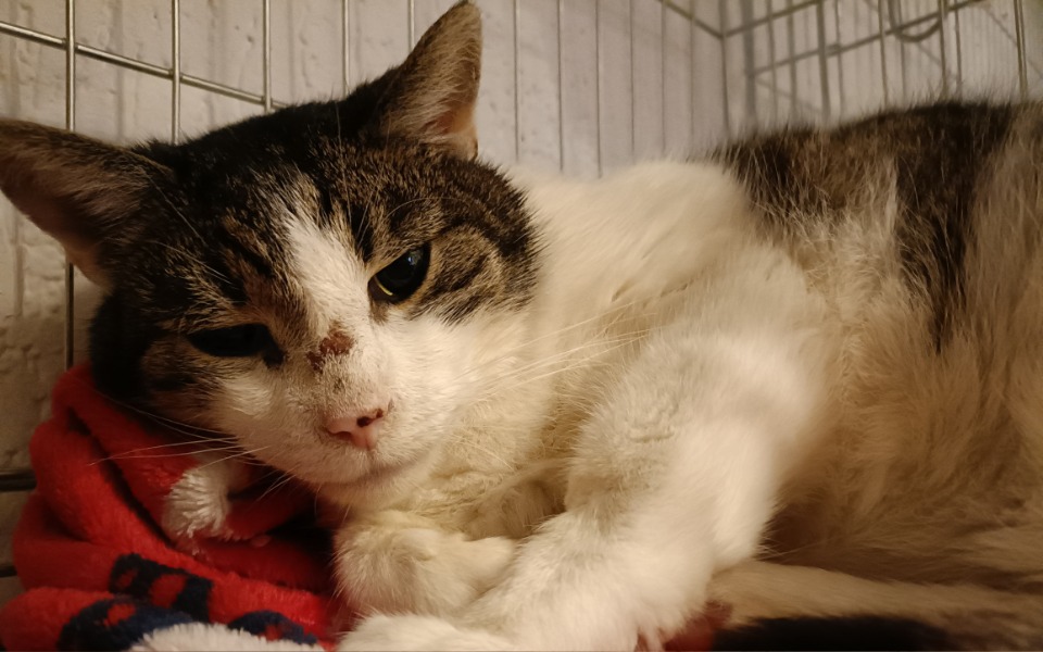 
        Kot leżący na czerwonym kocyku, wygląda na zmęczonego.
    