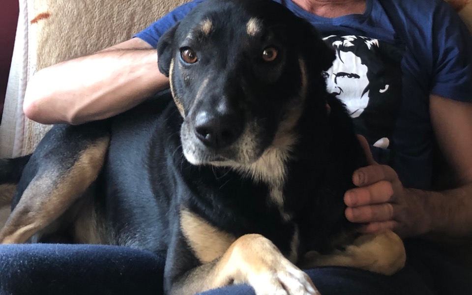 
        Pies odpoczywający na kolanach właściciela.
    