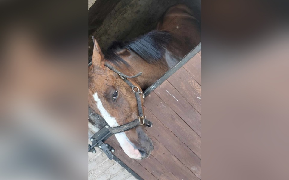 
        Koń wyglądający przez otwarte drzwi stajni.
    