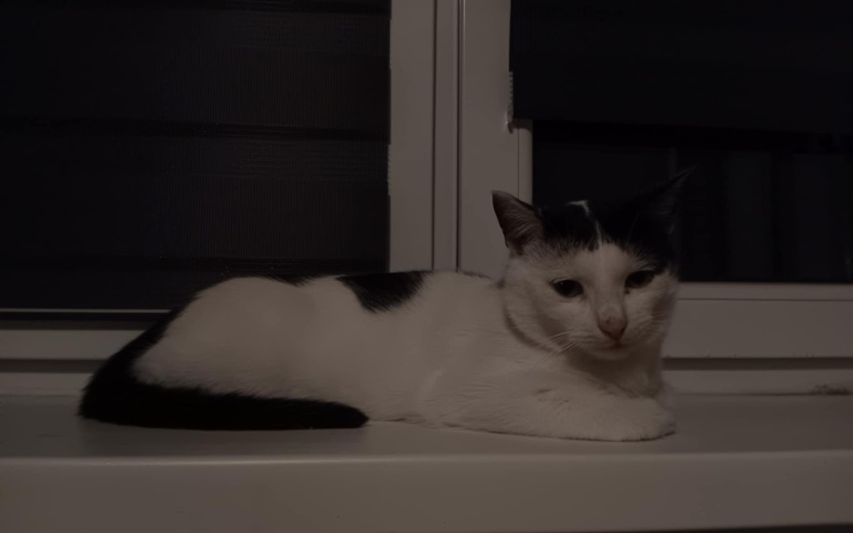 
        Biały kot leżący na parapecie, z widokiem na okno.
    