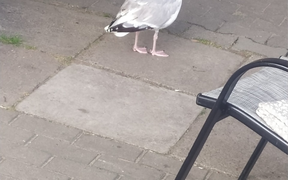 
        Mewa stojąca na chodniku, otoczona przez meble ogrodowe.
    