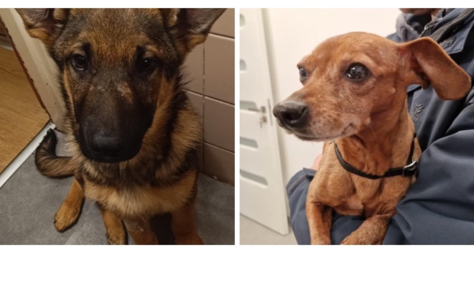 
        Dwa psy siedzące obok siebie, jeden owczarek, drugi mały pies.
    