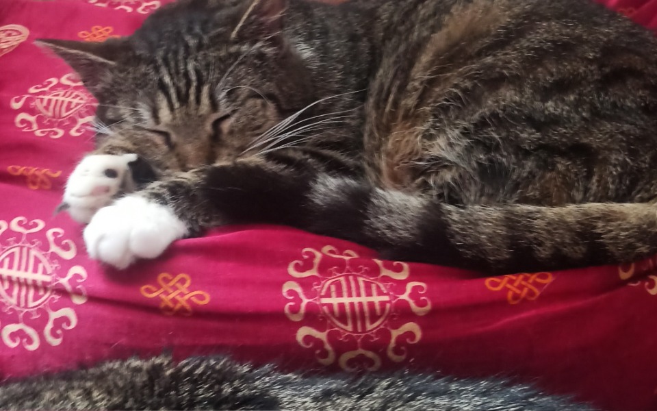 
        Kot śpiący na czerwonym kocu, z zamkniętymi oczami.
    