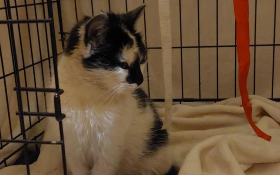 
        Kotka siedząca w klatce, z zamyślonym wyrazem twarzy.
    