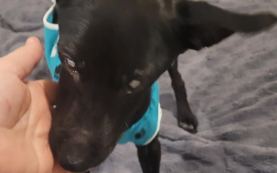 
        Czarny pies w niebieskiej koszulce, zbliżenie na jego twarz.
    