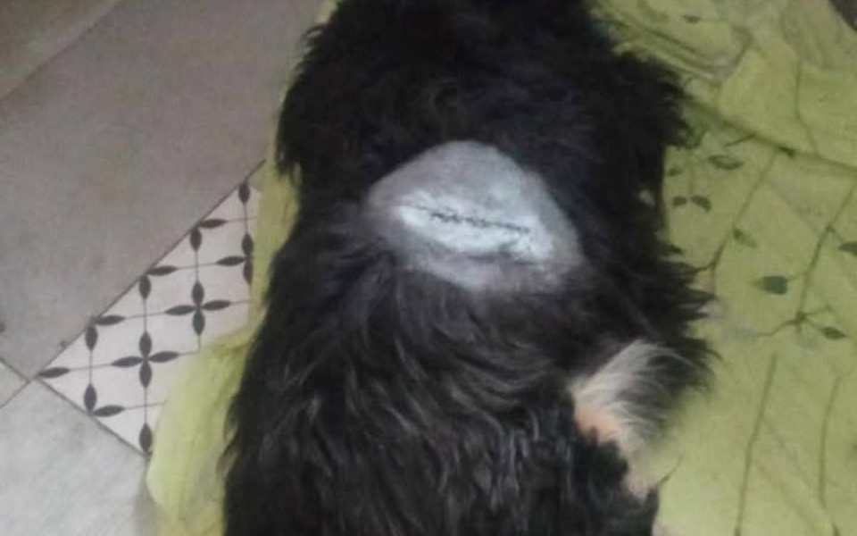 
        Pies z widoczną raną na grzbiecie, leżący na zielonym kocu.
    