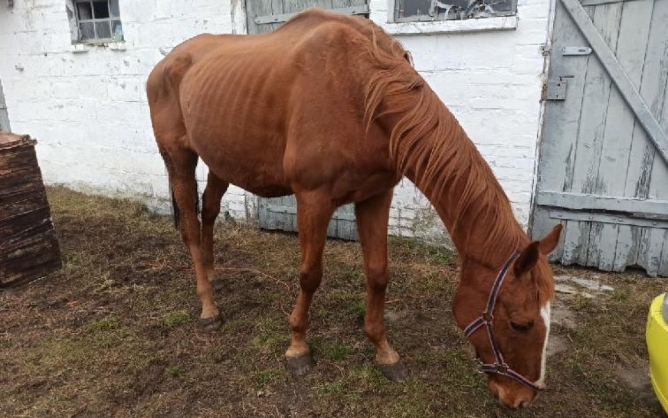 Chudy koń stojący obok stajni, z widocznymi żebrami.