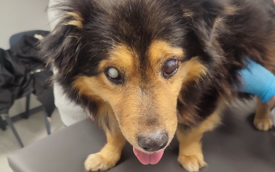 
        Pies z problemami wzrokowymi, na stole weterynaryjnym.
    