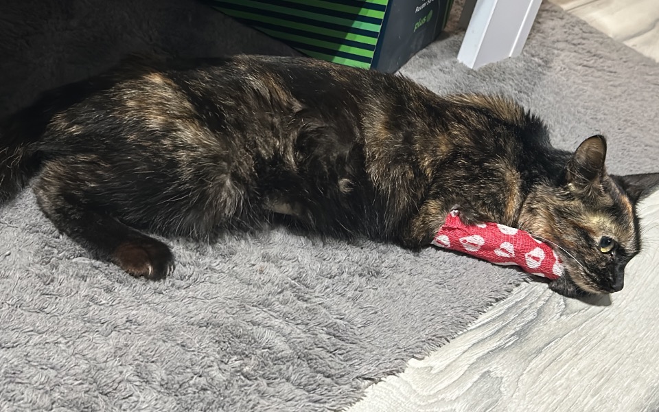 Kot leżący na podłodze z opatrunkiem.