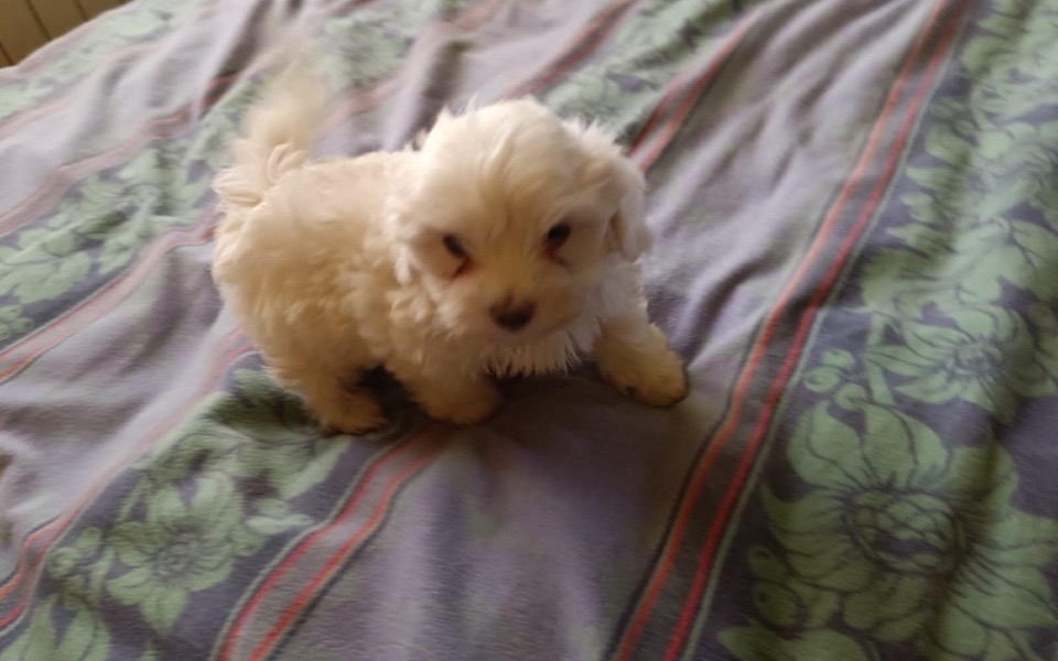 
        Mały, biały piesek na łóżku, wygląda na radosnego.
    