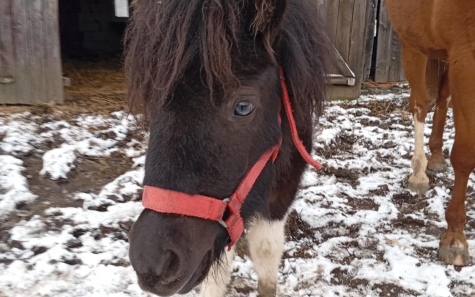 
        Kucyk z czerwoną uprzężą na tle stajni.
    