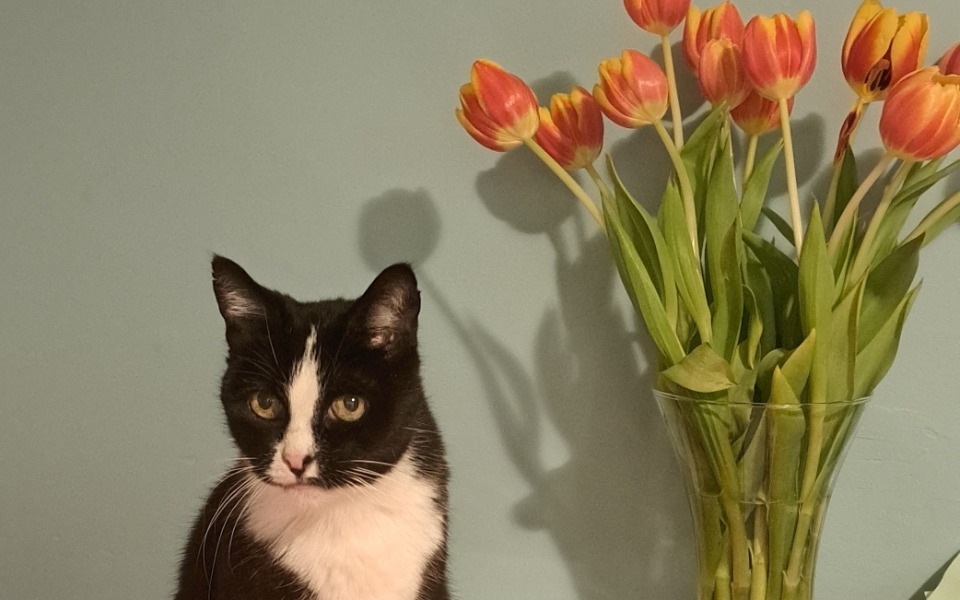 
        Czarny kot siedzący obok wazonu z tulipanami.
    