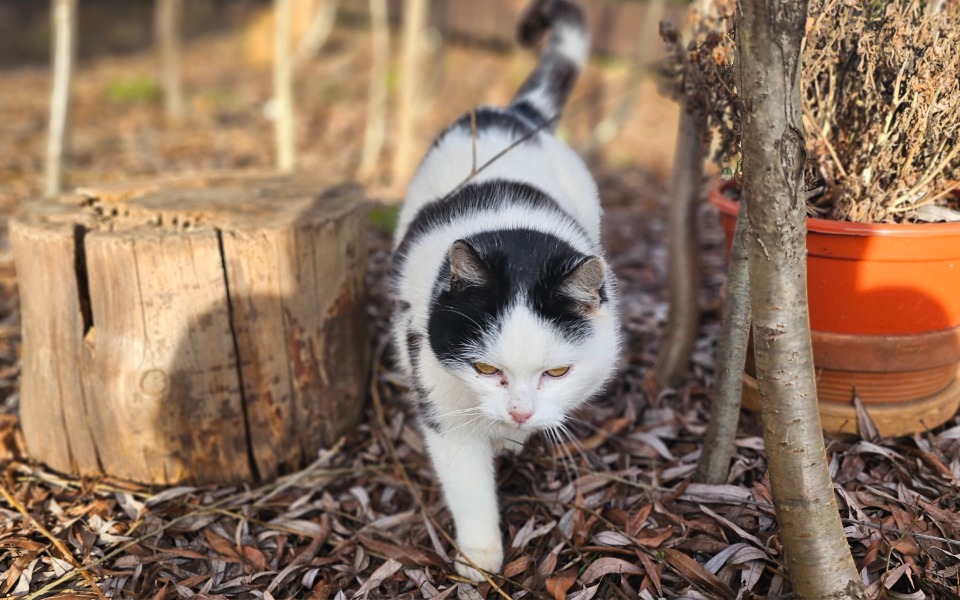 
        Biały kot spacerujący po ogrodzie, wśród liści i drzew.
    