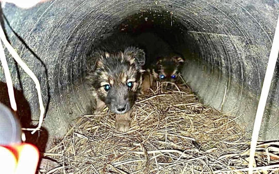 Szczeniaki bawiące się w rurze.