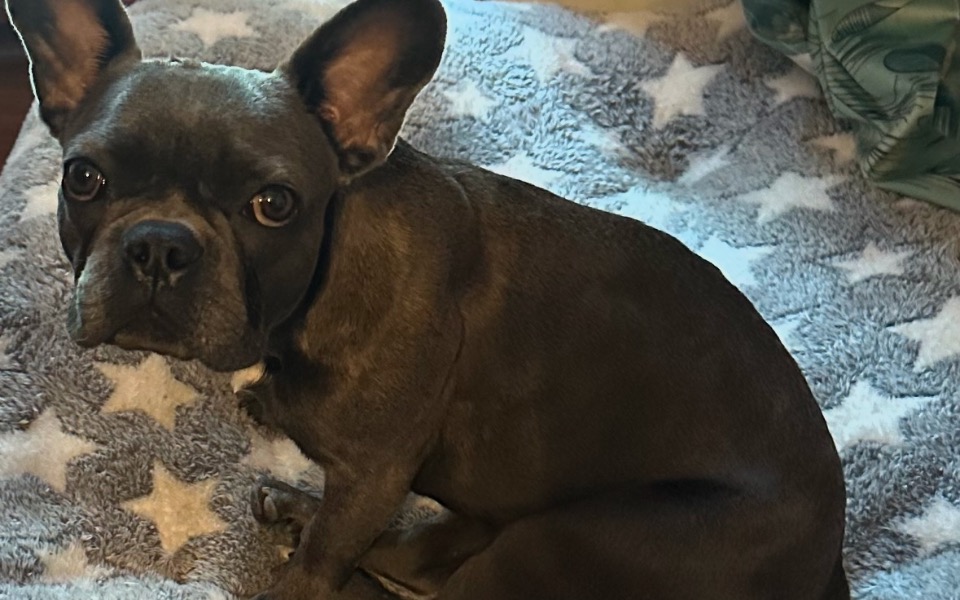 
        Uroczy pies rasy buldog francuski na miękkim kocu.
    