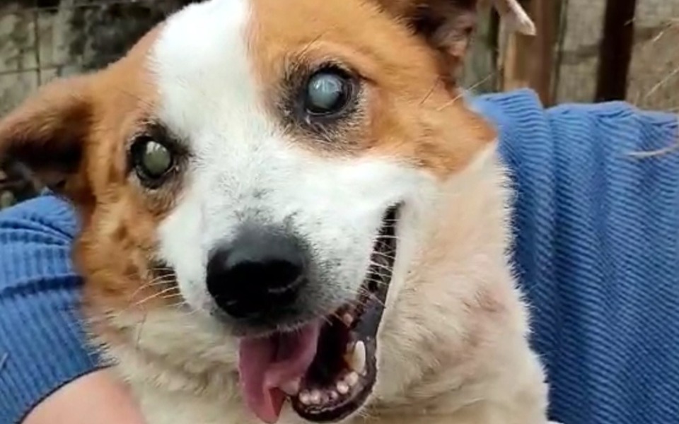 
        Pies z uśmiechem, z jednym okiem zasłoniętym.
    