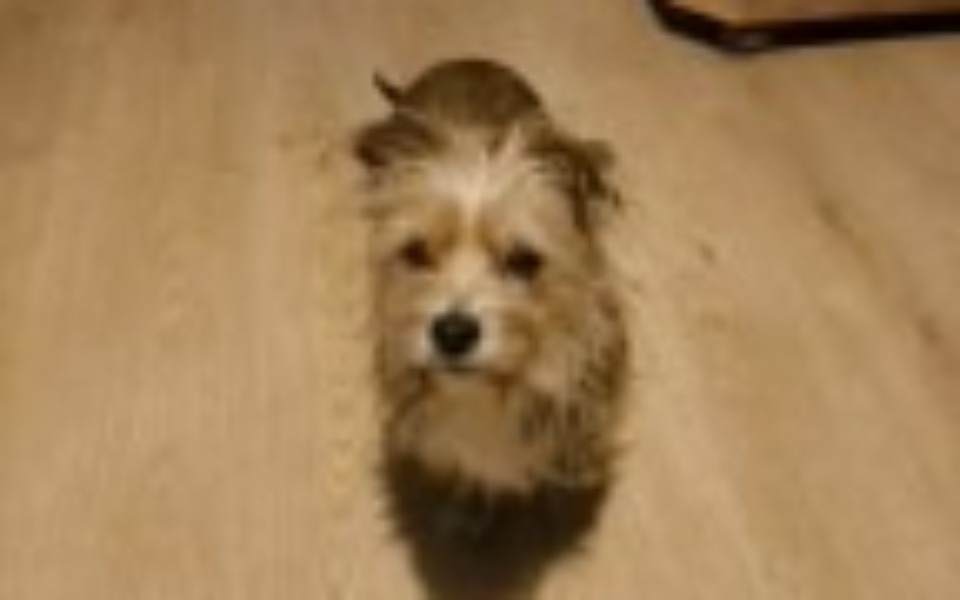 
        Mały piesek z długim futrem na podłodze.
    