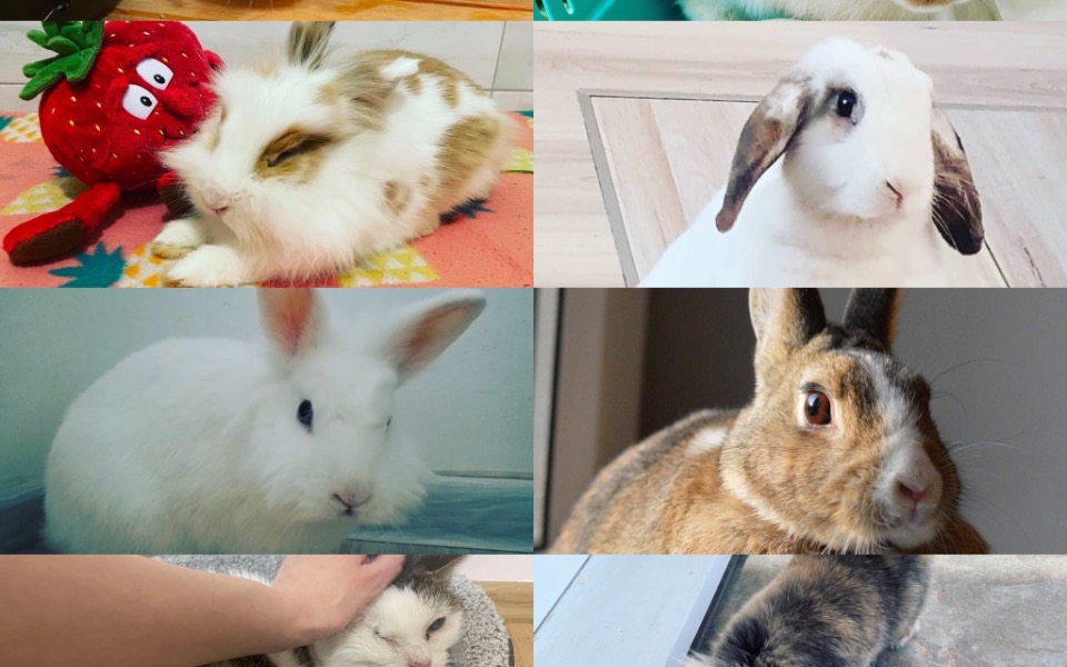 
        Kolaż zdjęć królików w różnych pozach i miejscach.
    