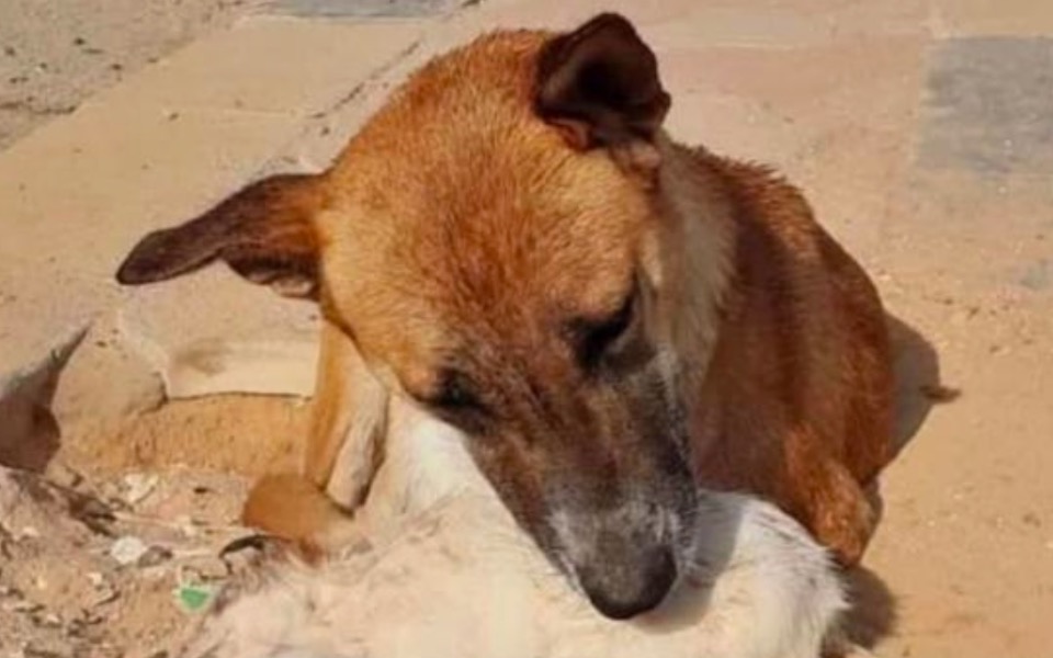 
        Pies przytulający się do innego psa na ziemi.
    