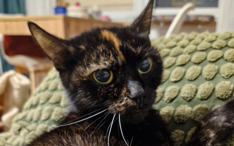 
        Kot o pięknym umaszczeniu, relaksujący się na poduszce.
    