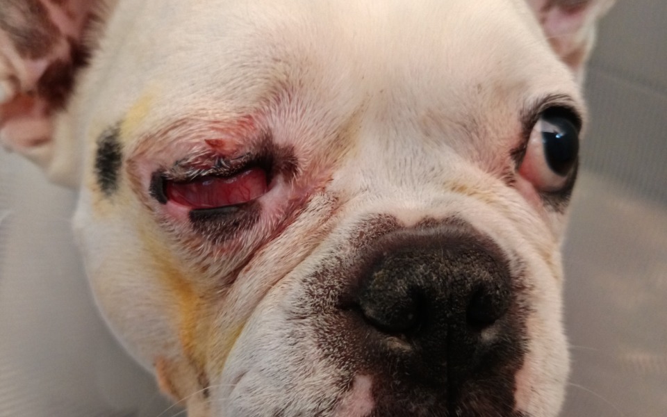 
        Pies z kontuzją oka, z widocznymi ranami.
    