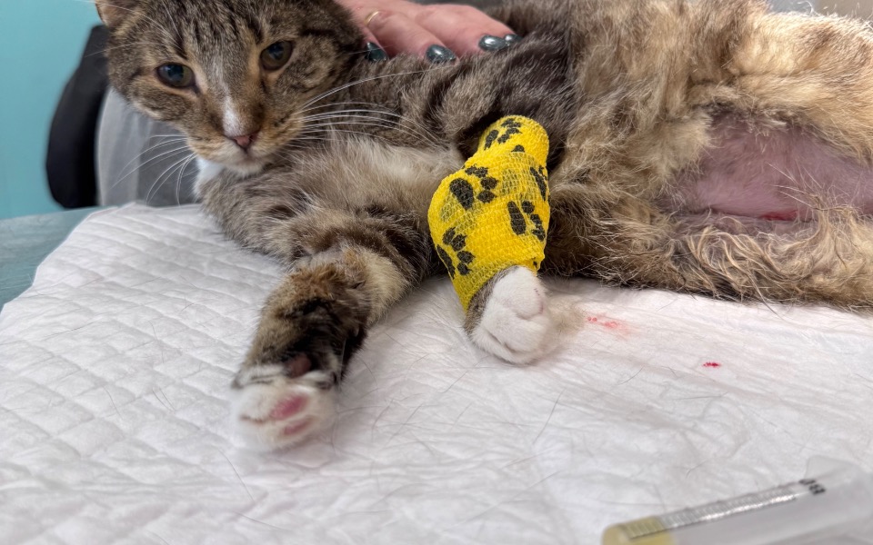 
        Kot z opatrunkiem na łapie, leży na białej tkaninie.
    