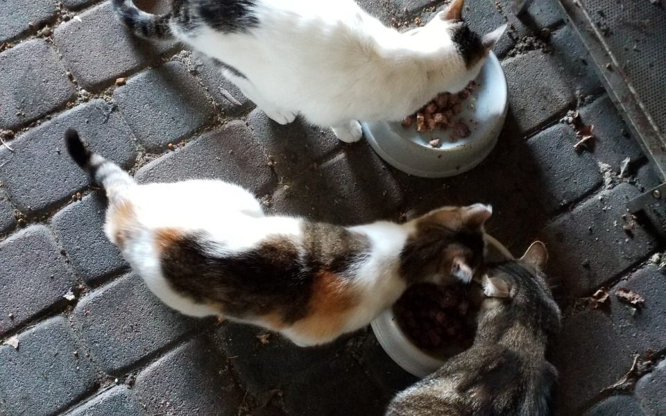 
        Trzy koty jedzące z misek na podłodze.
    