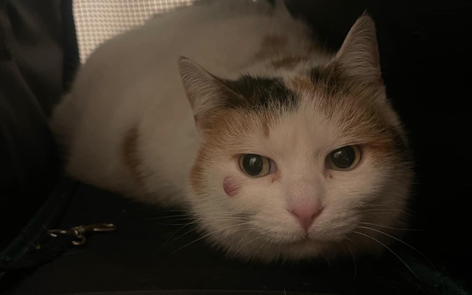 Kot z plamą na policzku, leżący na torbie.