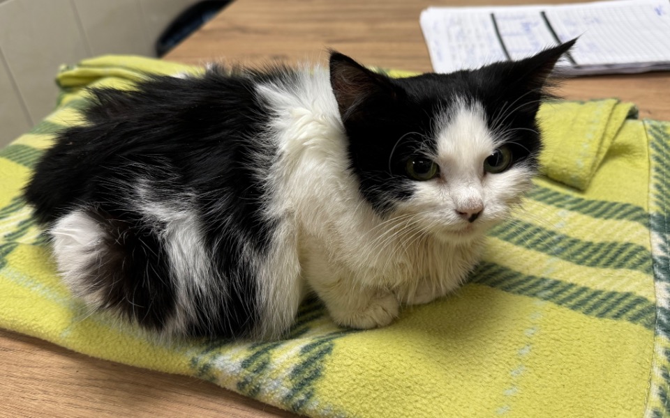 
        Czarnobiały kot leżący na zielonym kocu.
    